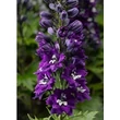 Kép 1/2 - Delphinium 'Delphina Dark Blue White Bee' – Nyúlánk szarkaláb