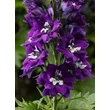 Kép 2/2 - Delphinium 'Delphina Dark Blue White Bee' – Nyúlánk szarkaláb