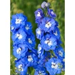 Kép 2/3 - Delphinium 'Jupiter Blue' – Szarkaláb