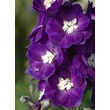 Kép 2/2 - Delphinium 'Jupiter Purple' – Szarkaláb