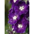 Delphinium 'Jupiter Purple' – Szarkaláb