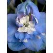 Kép 3/3 - Delphinium 'Jupiter Sky Blue' – Szarkaláb