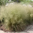 Kép 1/2 - Deschampsia cespitosa – Gyepes sédbúza