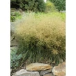 Kép 1/5 - Deschampsia cespitosa 'Palava' - Gyepes sédbúza