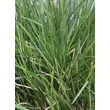 Kép 2/5 - Deschampsia cespitosa 'Palava' - Gyepes sédbúza