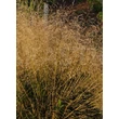 Kép 4/5 - Deschampsia cespitosa 'Palava' - Gyepes sédbúza