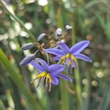 Kép 1/2 - Dianella 'Little Rev'