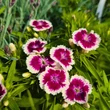 Kép 1/5 - Dianthus barbatus 'Barbarini Formula Mix' – Törökszegfű