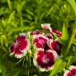 Kép 5/5 - Dianthus barbatus 'Barbarini Formula Mix' – Törökszegfű