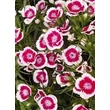 Kép 4/5 - Dianthus barbatus 'Barbarini Purple Picotee' – Törökszegfű
