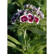 Kép 2/5 - Dianthus barbatus 'Barbarini Purple Picotee' – Törökszegfű