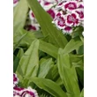 Kép 3/5 - Dianthus barbatus 'Barbarini Purple Picotee' – Törökszegfű