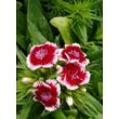 Kép 3/3 - Dianthus barbatus 'Barbarini Red Picotee' – Törökszegfű