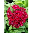 Kép 1/4 - Dianthus barbatus 'Barbarini Red' – Törökszegfű
