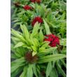 Dianthus barbatus 'Barbarini Red' – Törökszegfű