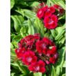 Kép 3/4 - Dianthus barbatus 'Barbarini Red' – Törökszegfű