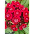 Dianthus barbatus 'Barbarini Red' – Törökszegfű