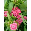 Kép 4/4 - Dianthus barbatus 'Barbarini Salmon' – Törökszegfű