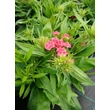 Kép 3/4 - Dianthus barbatus 'Barbarini Salmon' – Törökszegfű