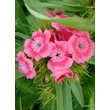 Kép 1/4 - Dianthus barbatus 'Barbarini Salmon' – Törökszegfű