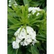 Kép 3/3 - Dianthus barbatus 'Barbarini White' – Törökszegfű