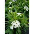 Dianthus barbatus 'Barbarini White' – Törökszegfű