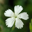 Kép 1/2 - Dianthus deltoides 'Confetti Weiss' – Mezei szegfű
