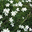 Kép 2/2 - Dianthus deltoides 'Confetti White' – Mezei szegfű, réti szegfű