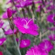 Kép 2/8 - Dianthus gratianopolitanus 'Eydangeri' - Pünkösdi szegfű (lilásrózsaszín)
