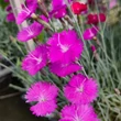 Kép 3/8 - Dianthus gratianopolitanus 'Eydangeri' - Pünkösdi szegfű (lilásrózsaszín)