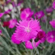 Kép 4/8 - Dianthus gratianopolitanus 'Eydangeri' - Pünkösdi szegfű (lilásrózsaszín)