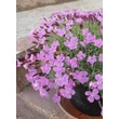 Kép 4/5 - Dianthus gratianopolitanus (syn.: Dianthus caesius) 'La Bourboule' - Pünkösdi szegfű