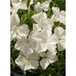 Kép 1/4 - Dianthus gratianopolitanus 'La Bourboule White' - Pünkösdi szegfű