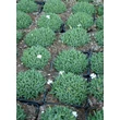 Kép 2/4 - Dianthus gratianopolitanus 'La Bourboule White' - Pünkösdi szegfű