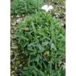 Kép 3/4 - Dianthus gratianopolitanus 'La Bourboule White' - Pünkösdi szegfű