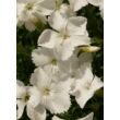 Kép 4/4 - Dianthus gratianopolitanus 'La Bourboule White' - Pünkösdi szegfű