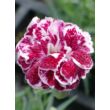 Dianthus gratianopolitanus 'Whatfield Gem' – Pünkösdi szegfű