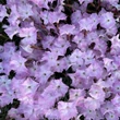 Kép 1/2 - Dianthus gratianopolitanus 'Whatfield Wisp' – Pünkösdi szegfű