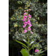 Kép 3/3 - Digitalis 'Panther' – Pettyegetett gyűszűvirág - képek rendelés vásárlás a Megyeri Szabolcs Kertészeti webáruházban.