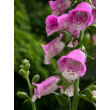 Kép 2/3 - Digitalis 'Panther' – Pettyegetett gyűszűvirág - képek rendelés vásárlás a Megyeri Szabolcs Kertészeti webáruházban.
