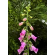 Kép 1/3 - Digitalis 'Panther' – Pettyegetett gyűszűvirág