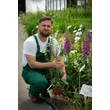 Kép 2/7 - Digitalis purpurea 'Alba' - Pettyegetett fehér gyűszűvirág