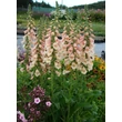 Kép 4/5 - Digitalis purpurea 'Dalmatian Peach' – Pettyegetett gyűszűvirág