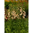 Kép 3/5 - Digitalis purpurea 'Dalmatian Peach' – Pettyegetett gyűszűvirág