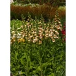 Kép 2/5 - Digitalis purpurea 'Dalmatian Peach' – Pettyegetett gyűszűvirág