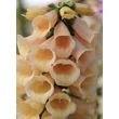 Kép 5/5 - Digitalis purpurea 'Dalmatian Peach' – Pettyegetett gyűszűvirág