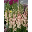 Kép 1/5 - Digitalis purpurea 'Dalmatian Peach' – Pettyegetett gyűszűvirág