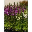 Kép 2/4 - Digitalis purpurea 'Dalmatian Purple' – Pettyegetett gyűszűvirág