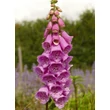Kép 4/4 - Digitalis purpurea 'Dalmatian Purple' – Pettyegetett gyűszűvirág