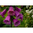 Kép 3/4 - Digitalis purpurea – Piros gyűszűvirág